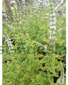 Mentha spicata 'Maroccan Mint' P9 / 24 per kist