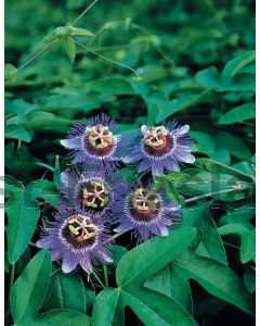 Passiflora 'Purple Haze' 75 cm C2