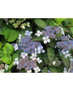 Hydrangea serr. 'Bluebird' C2