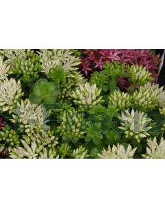 Sedum spurium 'Album' P9 / 24 per kist