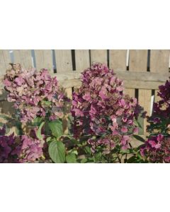 Hydrangea pan. 'Wim's Red'® C35 100 cm stam