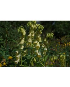 Digitalis grandiflora P9 / 24 per kist