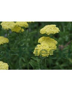 Achillea 'Taygetea' P9 / 24 per kist