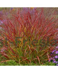 Panicum virg. 'Rotstrahlbusch' C10