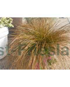 Carex testacea P9 / 24 per kist