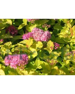 Spiraea japonica 'Golden Princess' 30-40 cm C5