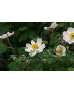 Anemone 'Elfin Swan' P9 / 24 per kist