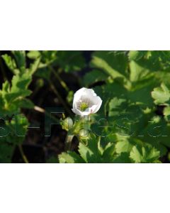 Anemone leveillei P9 / 24 per kist