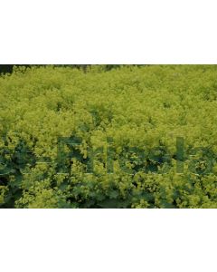 Alchemilla mollis P9 / 24 per kist