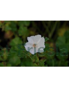 Malva moschata 'Alba' P9 / 24 per kist