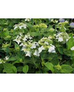 Hydrangea m. 'Lanarth White' C7.5