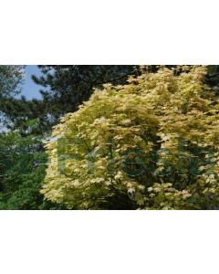 Acer pseud. 'Brilliantissimum' 14/16 C45 220 cm stam