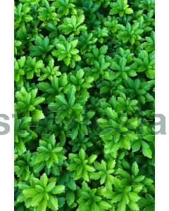 Pachysandra terminalis P9 / 24 per kist