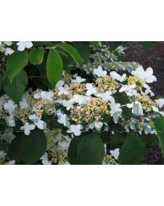 Viburnum plic. 'Shasta' C3