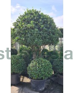 Osmanthus aquifolium 225-250 cm C290 Paddestoel