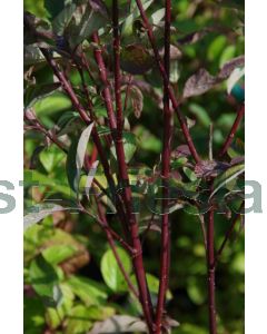 Cornus alba 'Kesselringii' 40-60 cm kw 2-3 tak, bos á 25 stuks