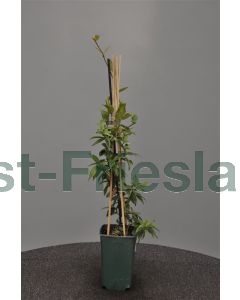 Trachelospermum jasminoides 75 cm C2