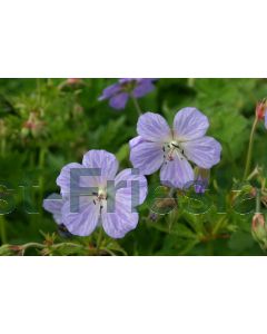 Geranium prat. 'Mrs Kendall Clark' P9 / 24 per kist