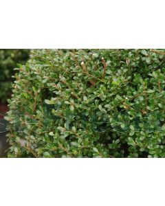 Ilex cren. 'Glory Gem' C5 Ø 30 cm bolvorm