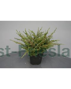 Juniperus comm. 'Repanda' C2