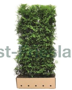 Thuja occ. 'Brabant' kluit b100 cm x h200 cm haagelement