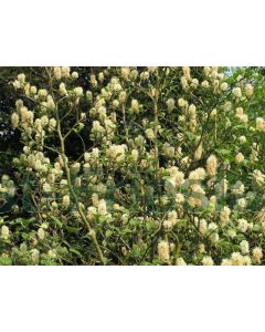 Fothergilla major 30-40 cm C3