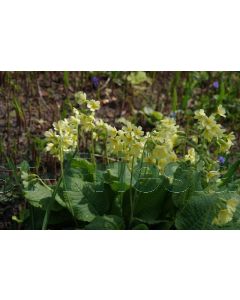 Primula elatior P9 / 24 per kist