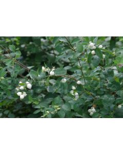 Symphoricarpos albus 40-60 cm kw 2-3 tak, bos á 25 stuks