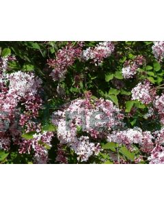 Syringa microphylla 'Superba' 40-50 cm C3