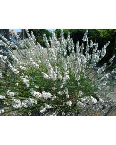 Lavandula ang. 'Edelweiss' P9 / 24 per kist