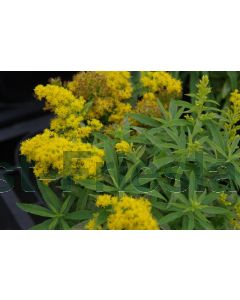 Solidago 'Golden Dwarf' P9 / 24 per kist