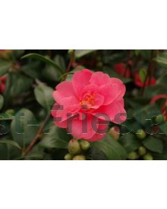 Camelia j. 'Mary Williams' C3