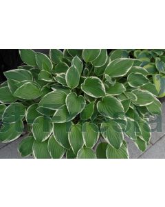 Hosta 'Francee' P9 / 24 per kist