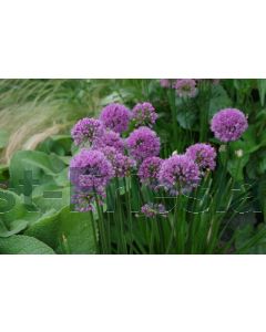 Allium 'Millenium' C2