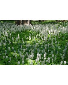 Tiarella cordifolia C2