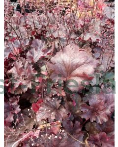 Heuchera 'Stormy Seas' P9 / 24 per kist