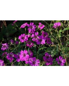 Geranium psilostemon P9 / 24 per kist