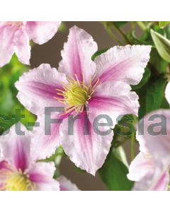 Clematis 'Piilu' 75 cm C2