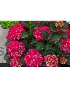 Hydrangea m. 'Black Diamond Red Angel' C5