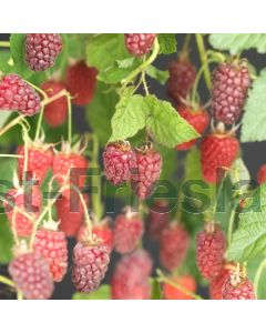 Rubus 'Tayberry' 75 cm C2