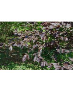 Corylus maxima 'Purpurea' 150-175 cm C20