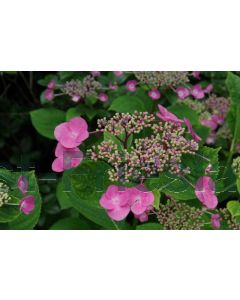 Hydrangea macr. Teller roze C5