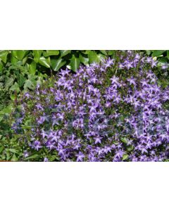 Campanula garganica P9 / 24 per kist