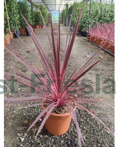 Cordyline aus.'Charlie Boy' C9