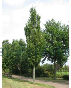 Quercus robur 'Fastigiata' 250-300 cm drkl