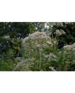 Eupatorium mac. 'Album' P9 / 24 per kist