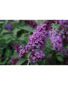 Buddleja dav. 'FP Lavender Flow' C3