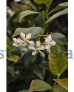 Trachelospermum jasminoides kluit b100 cm x h180 cm haagelement