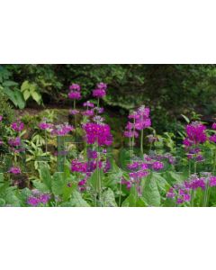 Primula beesiana P9 / 24 per kist