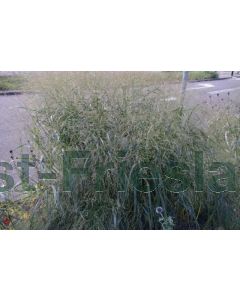 Panicum virgatum P9 / 24 per kist